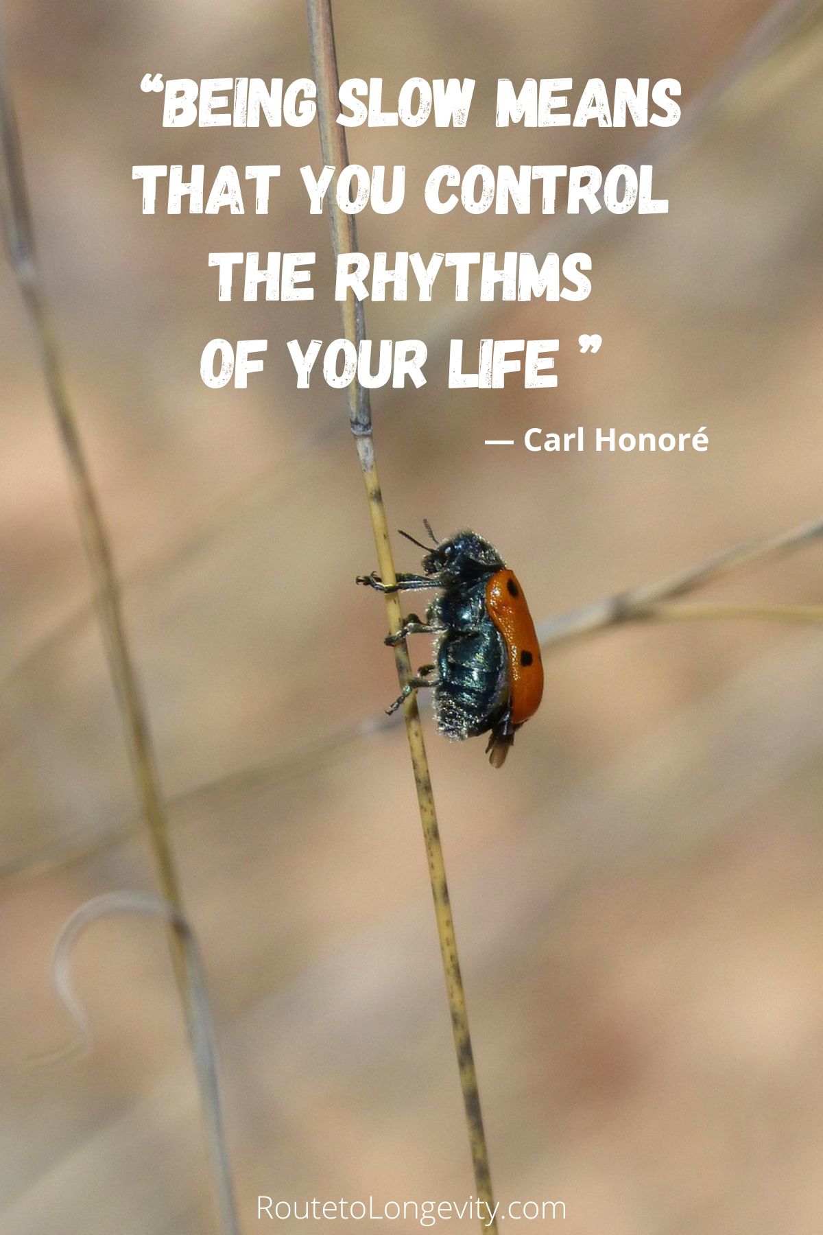 Inspiring Slow Living Quotes to Live By Every Day