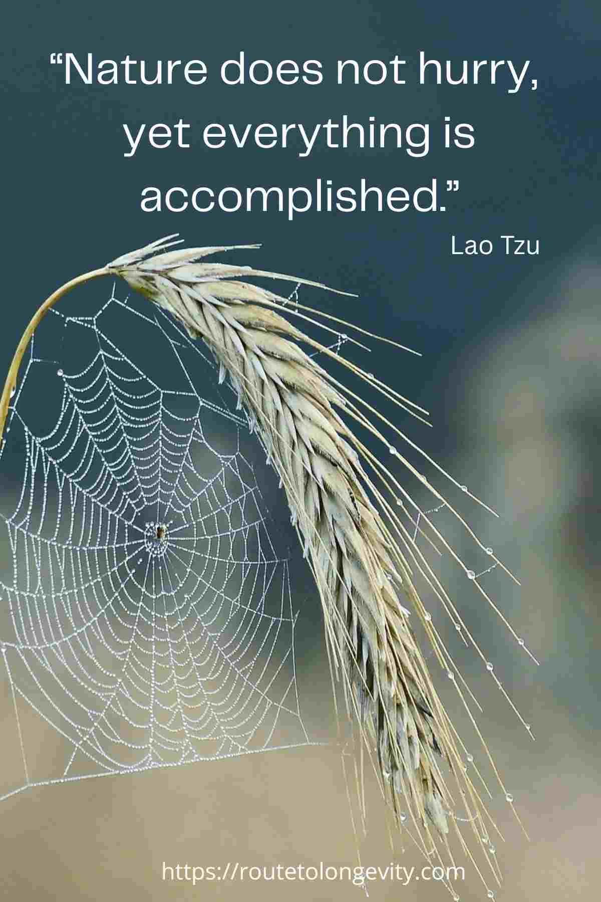 Finding Joy in the Simple Life