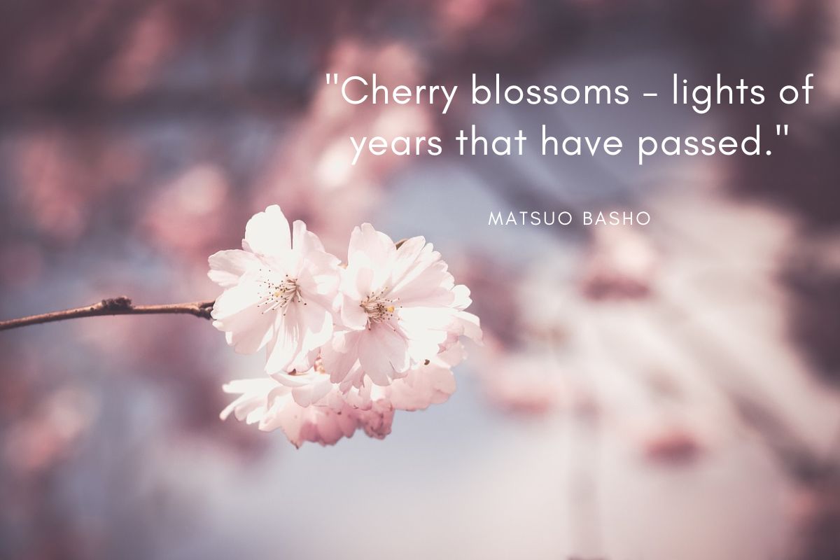 beautiful bloom of cherry blossoms