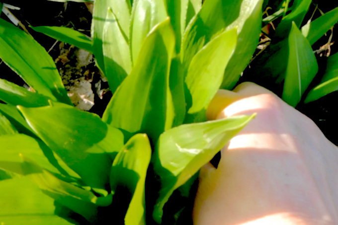 what is wild garlic?